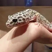 ネネっちの画像