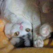 ギャラの画像
