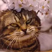 まきをの画像