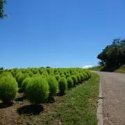 YHRの画像