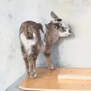 Hanana
