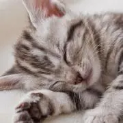 アイスクリームMAMAの画像
