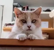 Piroroの画像