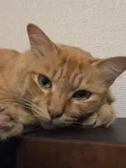 ちゃお(断捨離中)の画像