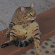 Elanaの画像