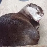 カワウソ