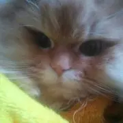 とろみの画像