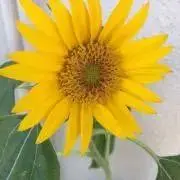 しこふんじゃった　プロフ必読　コメ逃げ禁の画像