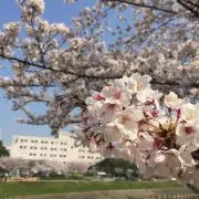 はる＊