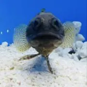 ゴン太の画像