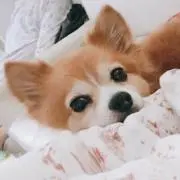 YUIの画像