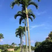 Cnamiの画像