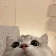 ねこの画像