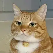ryuuの画像