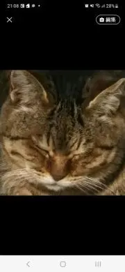きじとら