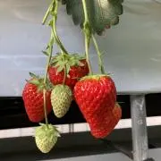 いちごの画像