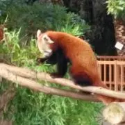 けんたろうの画像