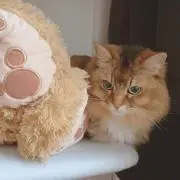 ほたての画像