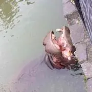 かばさん