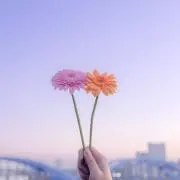 ななの画像