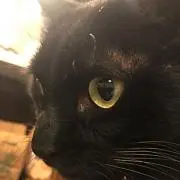 野猫