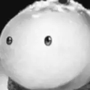 Yの画像