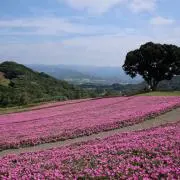 Cocoの画像