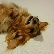 asuの画像