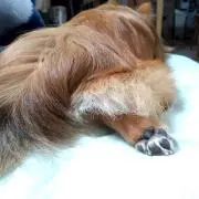 キツネの画像