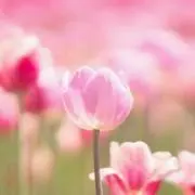 しぃ:プロフ必読の画像
