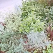 はかせの画像