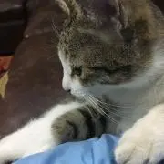 Yesheの画像