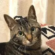 miniの画像