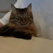 あの画像