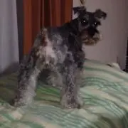 ラコニャの画像