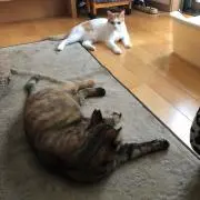 ゆめ☆の画像