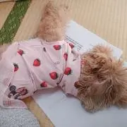 よつばの画像
