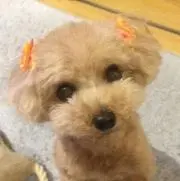 イチゴの画像