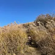 リノの画像
