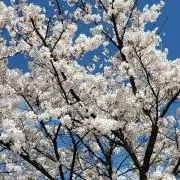 のぞむの画像