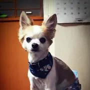 ギンノスケの画像