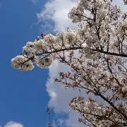まいんまいんの画像