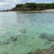 こゆきの画像