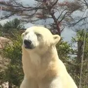 しろくま
