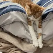 Chiko ※プロフご確認ください