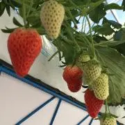 わんたんめんの画像