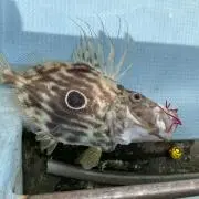 お魚くん