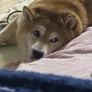 wankosukiの画像