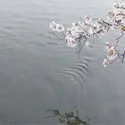 はな*の画像