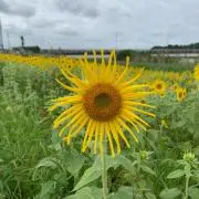 あいや